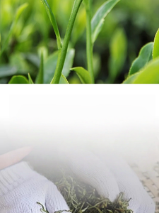 Sachet de thé Oolong infusé à froid, parfum canard, personnalisé en gros, saveur intense Phénix Dancong, thé aux fruits parfum miel et orchidée - Product Image 5