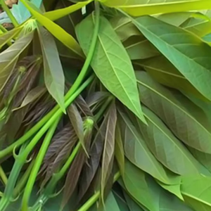 EXTRACTO DE HOJAS DE YUCA CONGELADO/NUTRICIÓN NATURAL/ETIQUETA LIMPIA/BASADO EN PLANTAS - Product Image 1