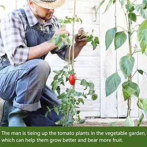 عصي قصب الخيزران للبيع بمقاسات 3M و 4M أو حسب الطلب - Product Image 6