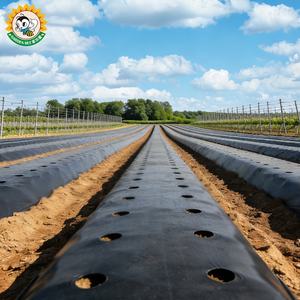 Film de paillage biodégradable économique pour l'agriculture, réduction de la main-d'œuvre, <span class=keywords><strong>acide</strong></span> fulvique, film de paillage dégradable - Product Image 2