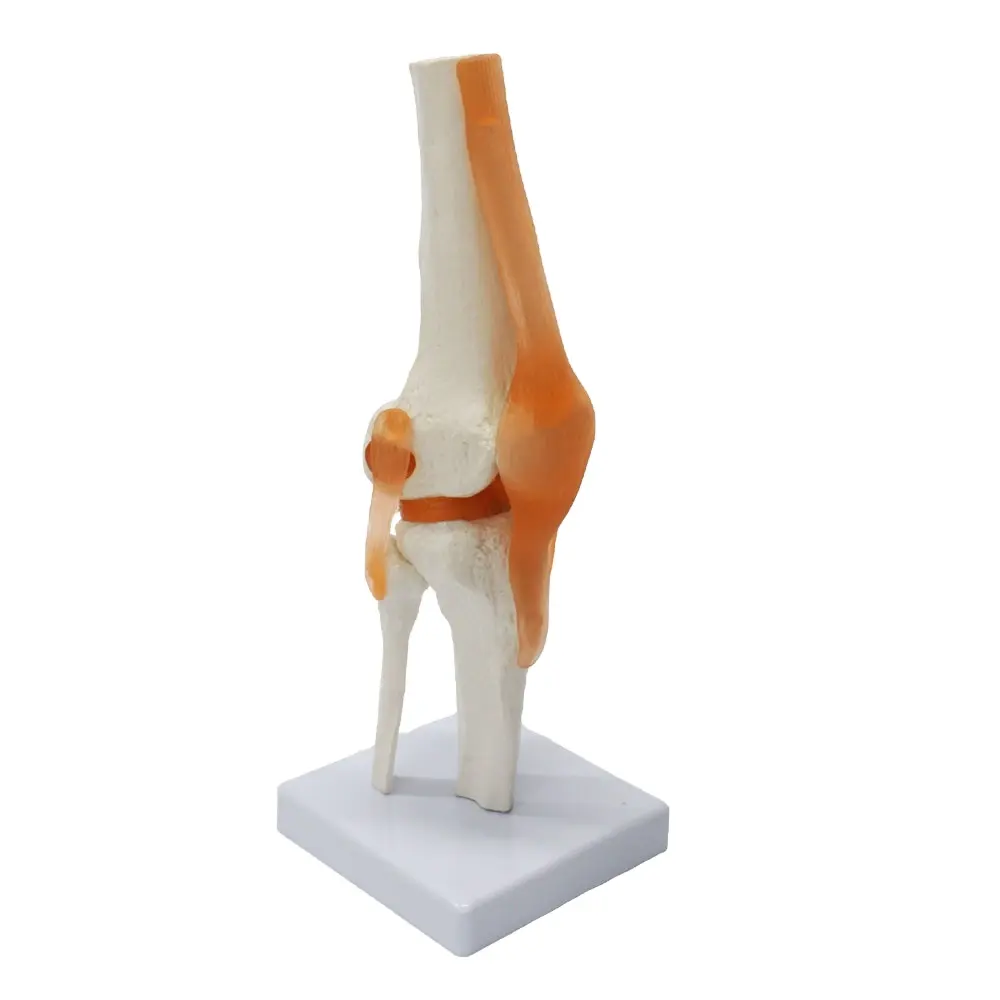 FRT029 Human Knee Joint Model Include Ligaments Functional Simulation Medical Science Human Anatomical Joint Model