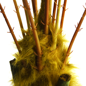 Suministro de fábrica, venta al por mayor, gran ciprés artificial, planta de árbol en maceta, gran helecho, bonsái para Decoración - Product Image 6