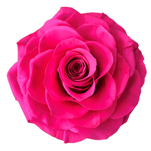 Regalo personalizado de fábrica, artesanía DIY, cabeza de Rosa conservada, flores decorativas de tacto Real de 9-10cm para el hogar, <span class=keywords><strong>boda</strong></span> decorativa - Product Image 2