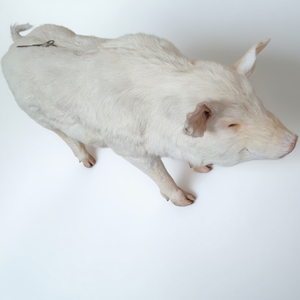 Modèle d'entraînement à l'insémination artificielle porcine Gelsonlab HSBM-531 - Product Image 2