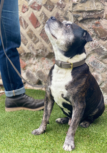 Collare e Guinzaglio per Cani in Pelle PU di Lusso Personalizzato <span class=keywords><strong>2026</strong></span>, Regolabile, Intrecciato, Rosso e Nero, Alta Qualità, Taglia Grande per Cani, Vegano, Autentico - Product Image 2