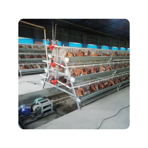 160 chim gà lồng Gà đẻ gà một loại pin lớp trong Kenya Nigeria gia cầm trang trại - Product Image 1