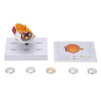 Corneal Eye Medical Anatomical Human Corneal Disease Model TB-03 Human Cataract Eye Anatomical Model Interchangeable Lenses