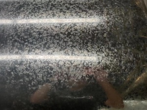 Dx51d เหล็กชุบสังกะสีแบบจุ่มร้อน + z30g เหล็ก galvan คอยล์1200มม. ความกว้างของเหล็กชุบสังกะสีต่อตัน - Product Image 3