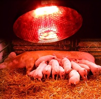 Ampoule d'élevage dénoyautée rouge étanche couveuse pour animaux de compagnie trappe poulet volaille Reptile poussins fermes cochon lampe chauffante infrarouge