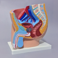 Modèle d'anatomie de la section du bassin masculin Modèle anatomique du système reproducteur masculin (1 partie)