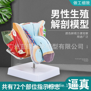 Modèles d'anatomie interne et externe des organes génitaux masculins ; Modèles d'anatomie reproductive masculine ; Modèle de testicule ; Modèle de pénis - Product Image 2