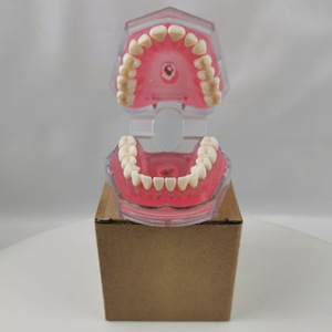 Modèle d'anatomie dentaire M7008 avec 28 dents extractibles, modèle de démonstration pédagogique en silicone médical - Product Image 5