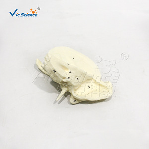 Fournisseur direct d'usine de modèle d'os temporel humain à l'échelle 5x avec structure de cavité tympanique détachable pour l'anatomie médicale - Product Image 2