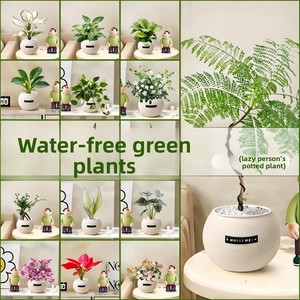 Arbre à Argent Pothos : Plantes Hydroponiques à Faible Entretien - Auto-Arrosantes, Compactes, pour Intérieur, Style Luxe, Ambiance Premium - Product Image 2