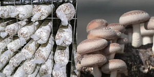 Machine entièrement automatique de remplissage et de scellage de sacs de champignons shiitake, machine de fabrication de blocs de champignons - Product Image 3