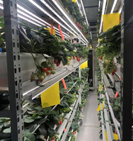 Bac horticole de croissance intelligent, culture hydroponique, verticale, pour letuce