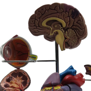 Model Diabetes vaskular berukuran hidup dengan simulasi neuropatik - Product Image 2