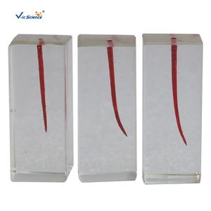 Modelo de Raíz Dental Educativo para Ciencias Médicas, Modelo de Enseñanza de Implantes Dentales con Dientes para Educación Dental - Product Image 6