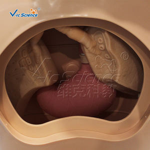 Modelo Avançado de Cuidados com Sonda Nasogástrica e Traqueal - Product Image 5