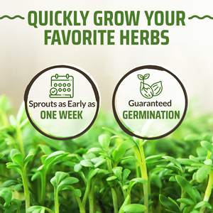 Paquet de variété d'herbes culinaires Paquets de légumes biologiques verts de jardin Herbes pour la plantation jardin intérieur ou extérieur - Product Image 4