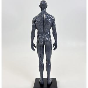 Modèle d'artiste anatomique en PVC de 30cm-Femme Homme pour la formation CG Dessin Sculpture Art Education Focus Muscle Structure squelettique - Product Image 2