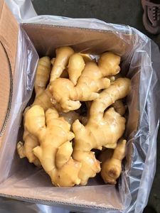 Pemasok Grosir Jahe dan Bawang Putih Produsen Jahe Segar Menjual Grosir dalam Jumlah Besar Tanpa Izin - Product Image 6