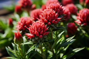 Doğal yüksek kaliteli <span class=keywords><strong>Rhodiola</strong></span> <span class=keywords><strong>Rosea</strong></span> özü toptan fiyat <span class=keywords><strong>Rhodiola</strong></span> <span class=keywords><strong>Rosea</strong></span> özü tozu - Product Image 3