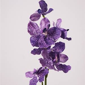 <span class=keywords><strong>Orquídea</strong></span> Vanda de Tacto Real, Flor Artificial de Tallo Único para Decoración de Hogar de Lujo, Diseño de Interiores, Accesorios de Fotografía de Bodas, Venta al por Mayor - Product Image 2
