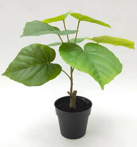 Ficus <span class=keywords><strong>umbellata</strong></span> en pot de 30 cm [EP1177] - Product Image 1