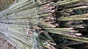 Canes de bambou Tonkin de qualité standard, simples, toutes saisons, naturelles, <span class=keywords><strong>pour</strong></span> plantes grimpantes, <span class=keywords><strong>support</strong></span> extérieur - Product Image 4