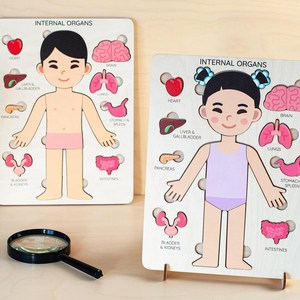 Juguete de anatomía Montessori para niños, rompecabezas educativo de órganos internos con capas, para preescolar - Product Image 4