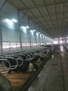 Divisorio per Box Bovini Zincato a Caldo, Separatore per Cubicoli, Attrezzatura per Allevamento di Bestiame - Product Image 6