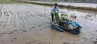 Planteuse de riz de type ride Paddy 6 rangées Mini planteuses de riz avec roue épaisse