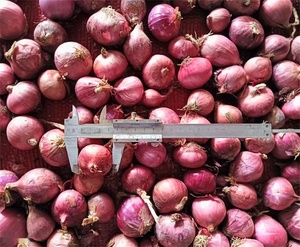 Cây trồng mới hẹ đỏ tươi hẹ vàng tươi hành tây cỡ nhỏ - Product Image 2