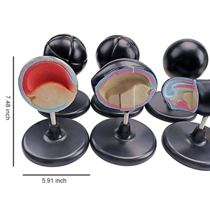 Mô hình động vật nghiên cứu giáo dục sinh học 8 miếng ếch mô hình phát triển phôi mô hình y tế - Product Image 6