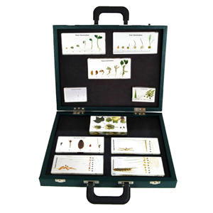 Gelsonlab HSBS-127 Ciclo <span class=keywords><strong>de</strong></span> Vida <span class=keywords><strong>de</strong></span> <span class=keywords><strong>Insectos</strong></span>, Espécimen Biológico Encapsulado - Product Image 2