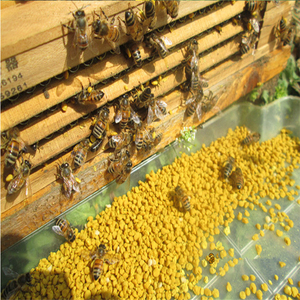 Polline d'Api di Colza Puro di Alta Qualità in Granuli per Apicoltura e Consumo Umano, Fornitura Diretta dalla Fabbrica - Product Image 3