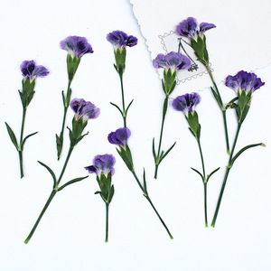 Mini-fleurs de carnation séchées pressées naturelles, fleurs de dianthus pour l'artisanat en résine DIY, décoration intérieure - Product Image 2