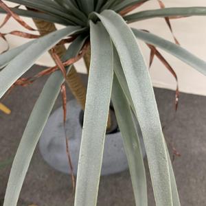 Venta caliente plantas de árboles hechas a mano en macetas plantas artificiales de bambú de yuca de tallo múltiple para decoración del hogar Decoración interior al aire libre - Product Image 5