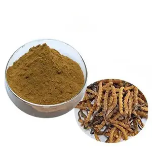 ZD Bio جملة مخصّص, مستخلص كورديسيبس Ophiocordyceps Sinensis مسحوق