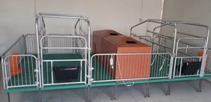 Jaula de Parto para Cerdas de Estilo Europeo, Caseta de Parto para Lechones, Corral de Parto para Cerdos para el Mercado de Sudáfrica y <span class=keywords><strong>Bolivia</strong></span> - Product Image 2