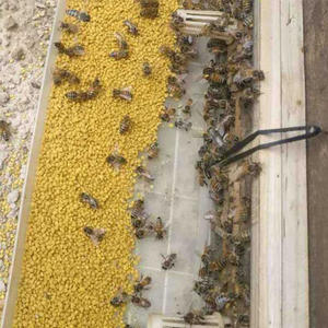 איכות גבוהה 100% מזון טבעי כיתה אבקת דבורים מעורבב תוספת אבקה - Product Image 6