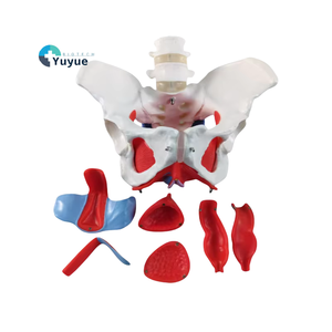 Alat pengajaran dua vertebra dengan panggul wanita dan lantai panggul Model Organ otot dan lantai panggul - Product Image 1