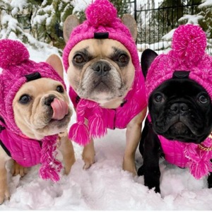 Gorro para Bulldog Francés con Diseño de Pompón, Cálido para Invierno, Color Sólido - Product Image 2