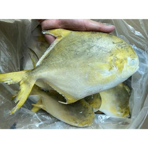 Pescado de pompón dorado congelado chino 300 400g tamaño de origen chino 600-800g pez de pompano dorado congelado - Product Image 3