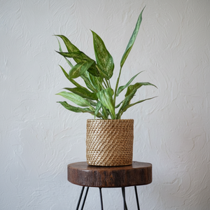 Jardinière décorative en rotin adaptée aux maisons modernes salons confortables espaces à manger balcons ou jardins de style terrasse - Product Image 1