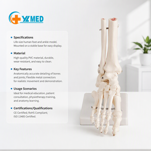 Modelo Anatómico de Pie y <span class=keywords><strong>Tobillo</strong></span> <span class=keywords><strong>Humano</strong></span> de Tamaño Real para Educación Médica con Tibia y Peroné, Certificado ISO CE - Product Image 1