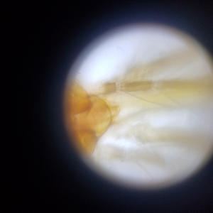 Microscope simple pour l'enseignement de la biologie, vente flash Amazon, design à miroir croisé, motif solide pour chiens, en stock en usine - Product Image 3