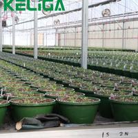 Serre pour PC à travées multiples Solution clé en main Maison verte agricole pour culture hydroponique de tomates à vendre