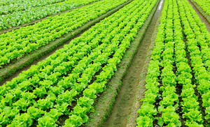 ปุ๋ยอินทรีย์ NPK ละลายน้ำได้ ง่ายต่อการดูดซึม เป็นมิตรต่อสิ่งแวดล้อมและปลอดภัย เหมาะสำหรับผักใบเขียว - Product Image 5